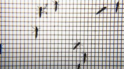 Koronavirüs sivrisineklerden bulaşır mı? Flaş açıklama