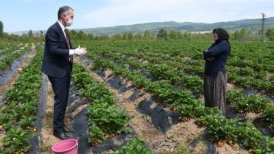 İnegöl’de çilek hasadı başladı