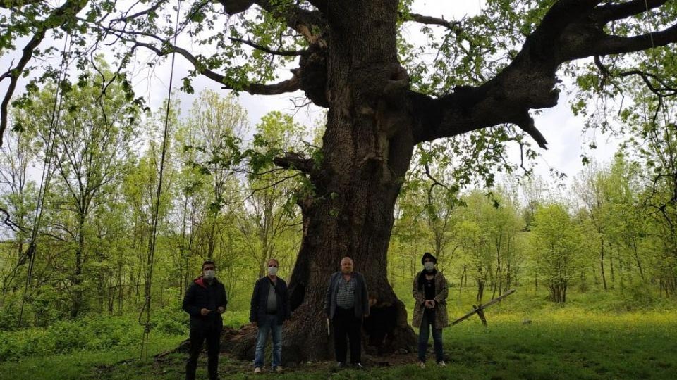 Yanarak Hasar Gören Asırlık Ağaç İçin İnegöl Belediyesi Devrede
