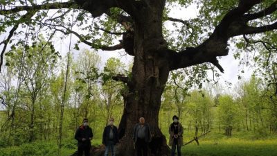 Yanan asırlık ağaç için belediye harekete geçti