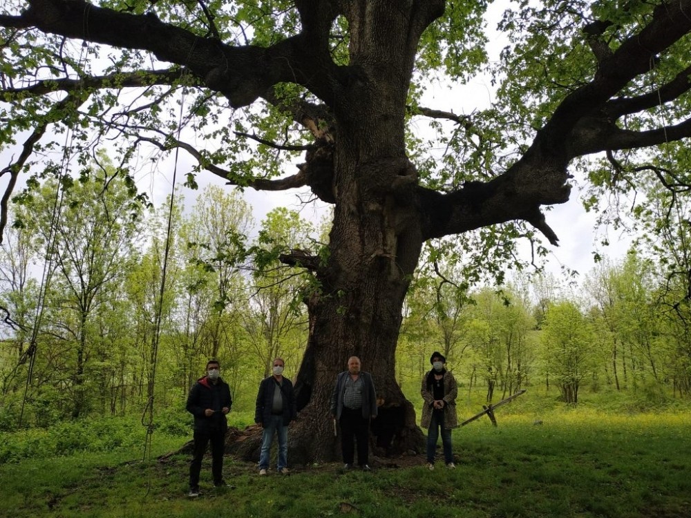 Yanan asırlık ağaç için belediye harekete geçti Yanan asırlık ağaç için belediye harekete geçti