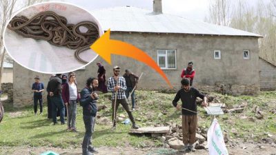 Korkup terk etmişlerdi… 20 tane daha çıktı