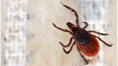 Yeni tehlike! Uzmanı uyardı: İnsandan insana bulaşabiliyor