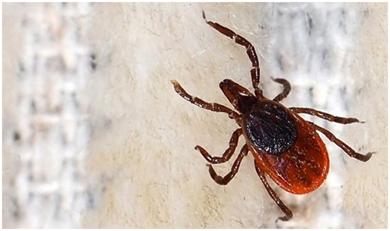 Yeni tehlike! Uzmanı uyardı: İnsandan insana bulaşabiliyor