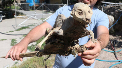 Evin bodrumunda buldu, gördüklerine şoke oldu