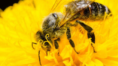 Arılar yok olursa dünya yok olur!