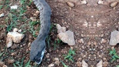 Ahıra girmek isteyen 3 metrelik engerek yılanı son anda fark edildi