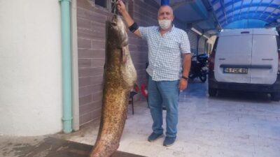 Bursa’da yakalandı! Tam 2 metre boyunda…