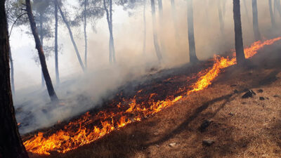 Kırıkhan’da 40 dönümlük kızılçam bitki örtüsü yandı