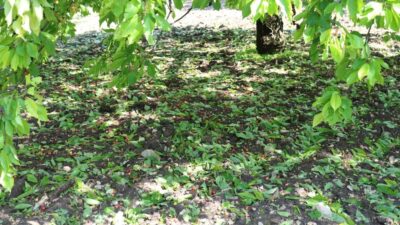 Bursa’da ceviz büyüklüğündeki dolu! 6 bin ton kiraz zarar gördü