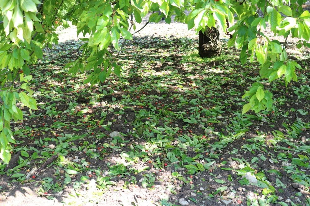 Bursa’da ceviz büyüklüğündeki dolu! 6 bin ton kiraz zarar gördü