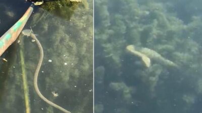 Bursa’da ortaya çıkmıştı! Depremin habercisi mi? Flaş açıklama…