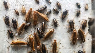 Böcekleri doğal yollarla kovmanın yöntemleri