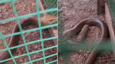 Yer: Bursa… Görünce panik oldular! Tam 1,5 metre…