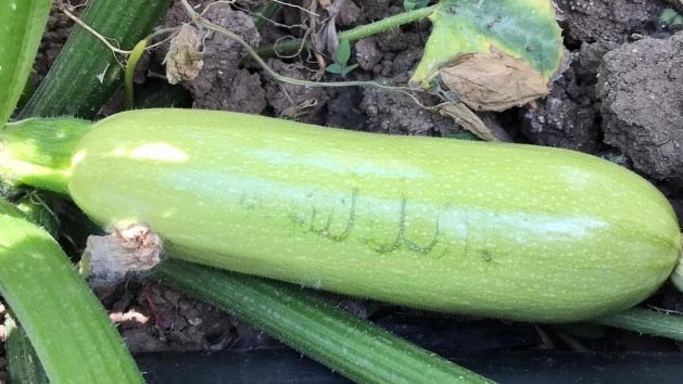 Bursalı çiftçiyi ağlatan görüntü