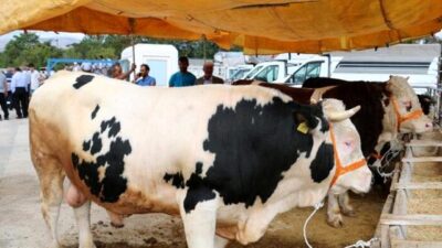 Kurban alacak herkesi ilgilendiriyor! Korona yüzlerce yıllık geleneği rafa kaldıracak