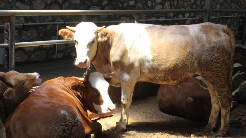 Kurban Bayramı gelmeden önce Kurban Bayramı gelmeden önce