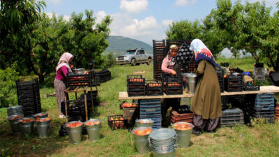 Bursa’da erkenci şeftali hasadı başladı