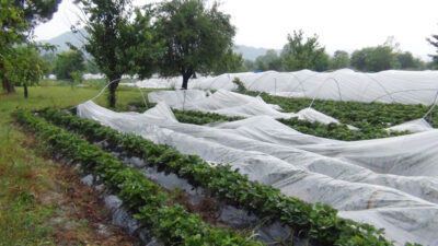 İnegöl’ü sağanak yağış ve dolu vurdu