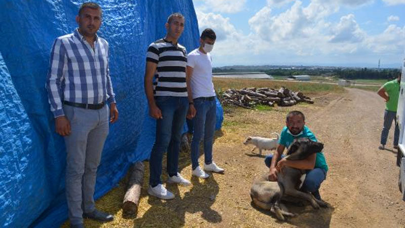 Bursa Karacabey'de iş insanı Serkan Acar, 10 yıldır baktığı Kangal