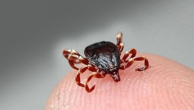 Koronadan kaçış KKKA vakalarını artırdı