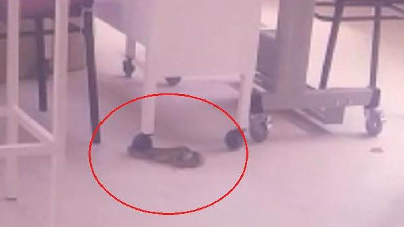 Bursa’da yılan paniği Bursa’da, tekstil firmasına giren yılan, korkuya neden oldu. Yılanın itfaiye