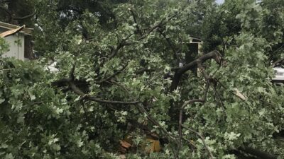 Bursa’da şiddetli rüzgar… Ağaçların fırtınayla zorlu sınavı… İzleyin…