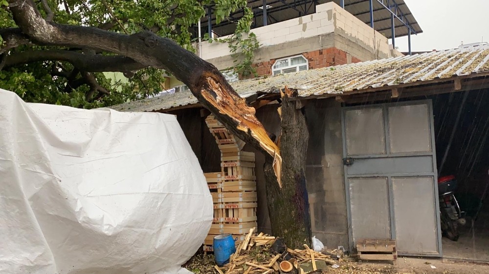 Aşırı yağış ve fırtına 50 yıllık ağacı devirdi Aşırı yağış ve fırtına 50 yıllık ağacı devirdi