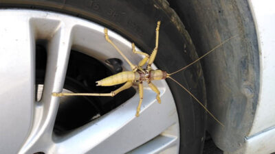 Dev etçil çekirge! Türkiye’de görüntülendi…