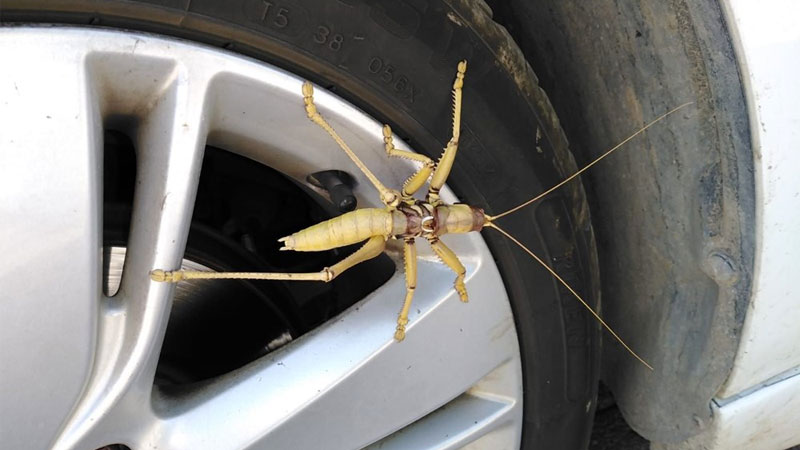 Dev etçil çekirge! Türkiye’de görüntülendi…