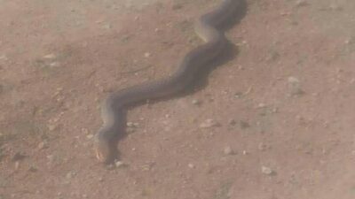 Boyları 2 metreyi aşıyor! Bursa’da vatandaşlar tedirgin