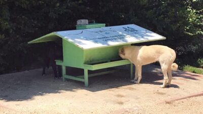 Can dostlar güvenli ellerde