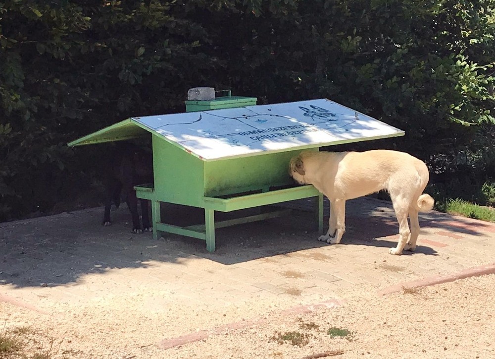 Can dostlar güvenli ellerde