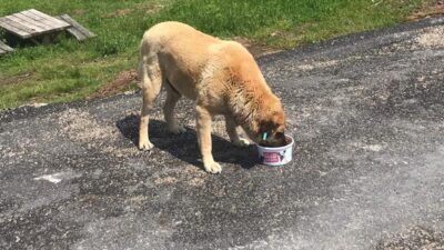 Can dostlara Osmangazi şefkati