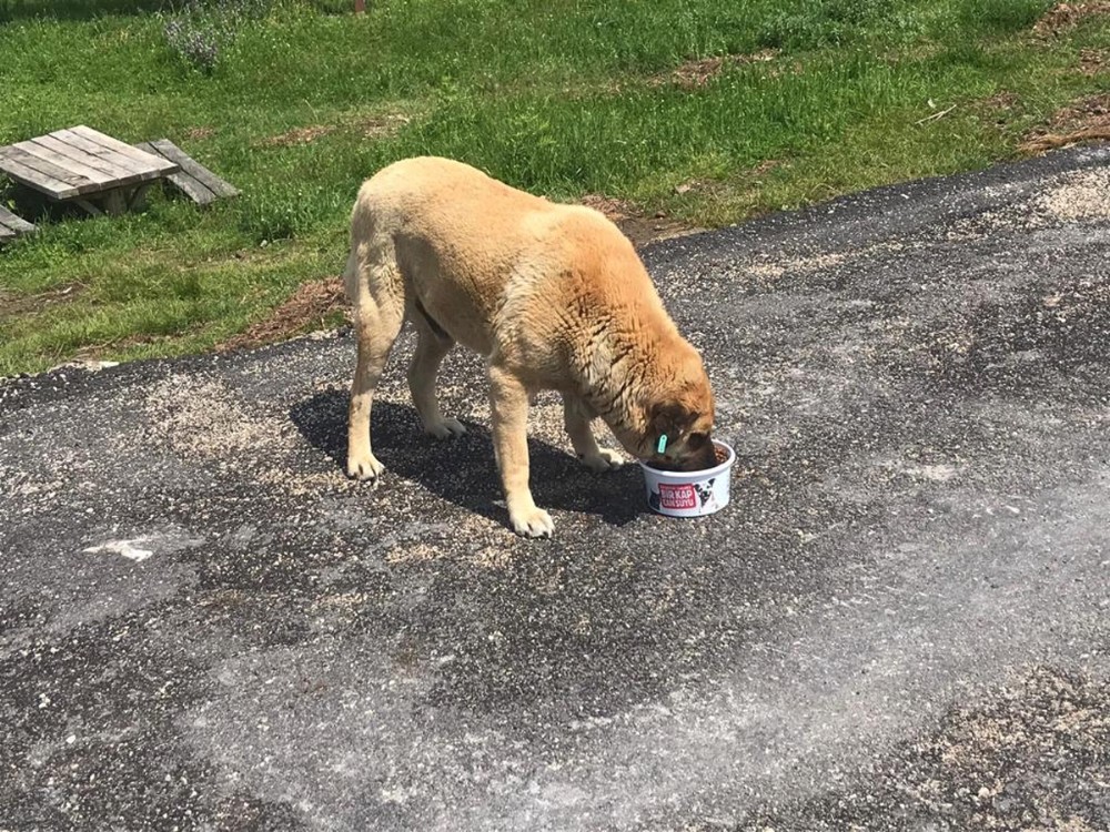 Can dostlara Osmangazi şefkati