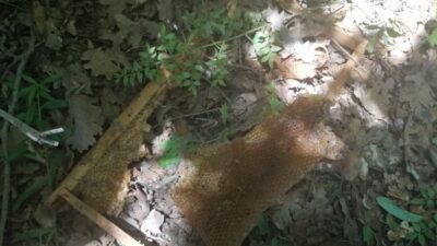 Bursa’da hasat etmeye hazırlandığı balı ayılar yedi