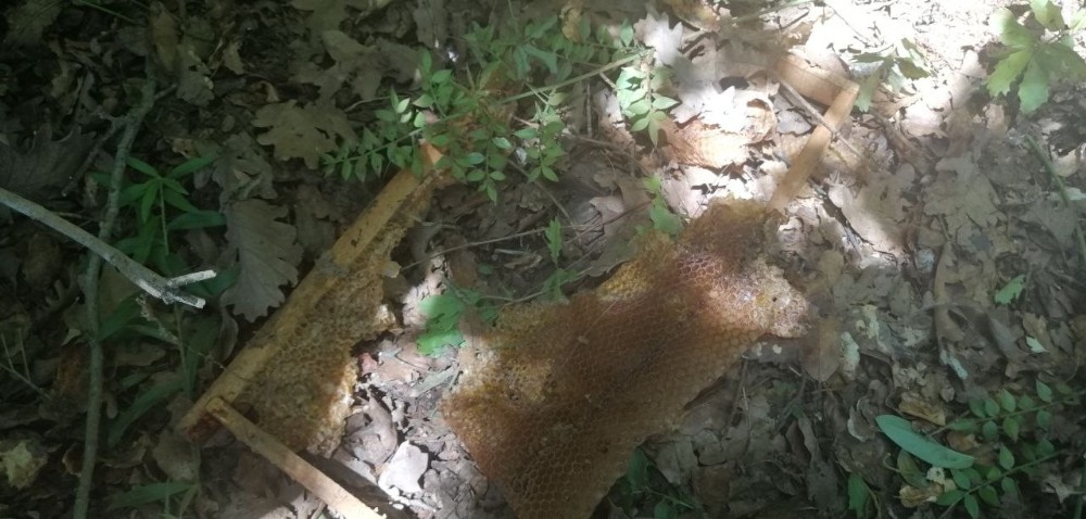 Bursa’da hasat etmeye hazırlandığı balı ayılar yedi