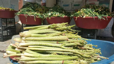 Kanser hücrelerini yok eden bitki…