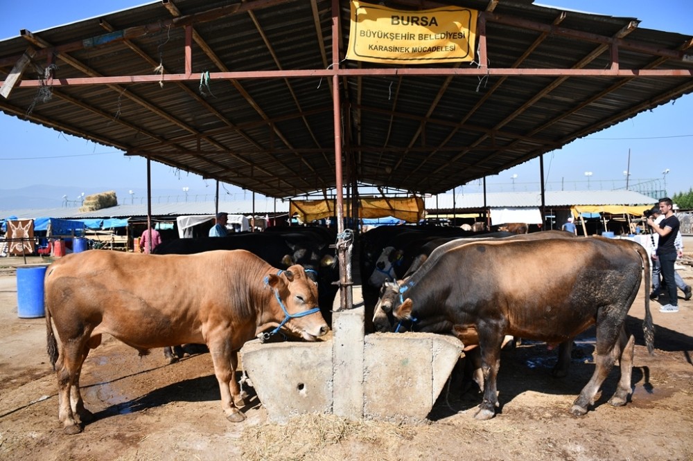 İnegöl hayvan pazarı kotraları satışa çıkıyor İnegöl hayvan pazarı kotraları satışa çıkıyor