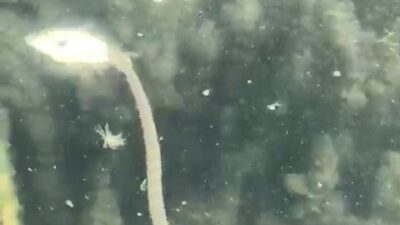 İznik Gölü’nde aynı bölgede çok sayıda yılanın su yüzüne çıkması vatandaşları tedirgin etti