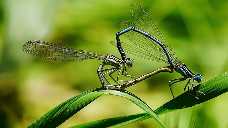 Kalp böcekleri Bursa’da böyle görüntülendi