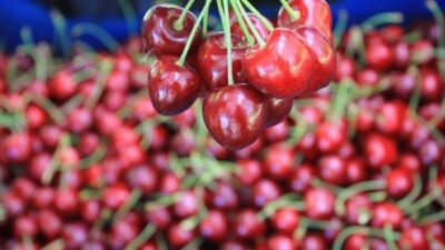 Kiraz üreticisi 7 bin ton zararda