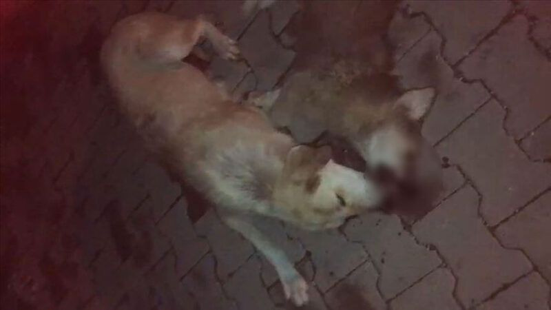 Konya'nın Beyşehir ilçesinde bir anne köpeğin, sokak ortasında biri ölmüş,