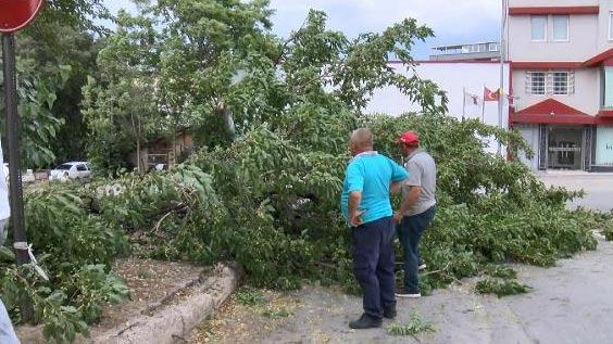 Bursa’da lodos ağaçları devirdi, vatandaşlar yere düşen dutları yedi
