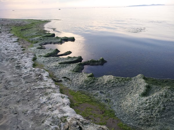 Eğerceliler yetkililere seslendi; Balıkların öldüğü sahilleri temizleyin…