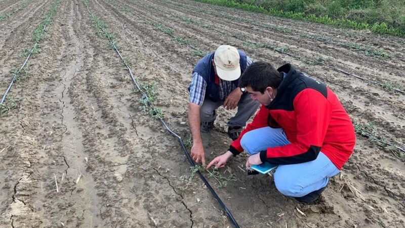 Mustafakemalpaşa’da çiftçiye destek hız kazandı Mustafakemalpaşa Belediyesi Tarımsal Hizmetler Müdürlüğü, yeni normalleşme sürecine girilmesiyle birlikte