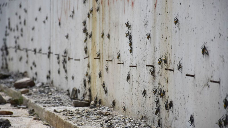 Sürü halinde istila ettiler! 17 köy endişeli