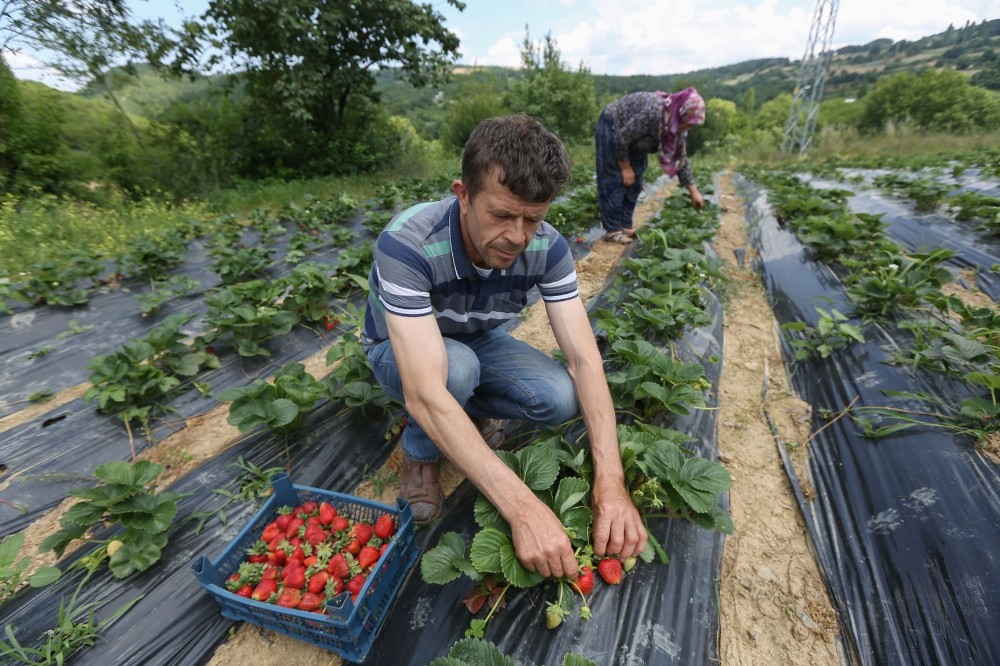 Nilüfer’de meyve bahçeleri çoğalacak