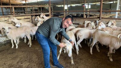 Bursa’da kurban telaşı başladı, koçlar danalar görücüye çıktı