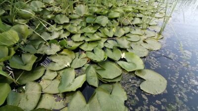 Uluabat Gölü’nün ortasında saklı güzellik…Cezası 73 bin lira